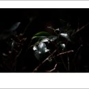 걸매 Daum카페