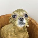 까꼬노라 | 울산 신정동 반려동물미용 까꼬노라, 사탕이 목욕+미용+슈렉팩 솔직 후기