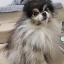 네이버 펫 반려동물 인플루언서 선정 1년 후기