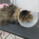 개멋지냥 이미지