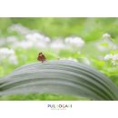 뿔나비나방(숙제 4) 이미지