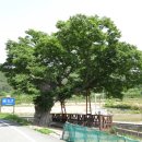 천자봉 농장 이미지