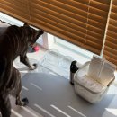 강아지정원 | 강원도 고성 강아지동반 펜션 '설악의정원 애견펜션' 201호 숙박후기