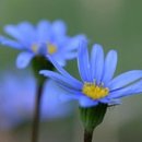 야생화 자수 이미지