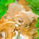 아이엠 동물병원 이미지