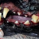 용인도담동물병원 이미지