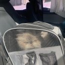 밤비동물병원 이미지