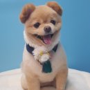 슈슈펫살롱 이미지