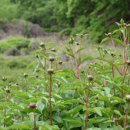 뉴그린팜 이미지