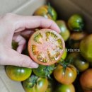 람이네일 | 제철 대저짭짤이토마토 농장직거래 추천 람이네농장