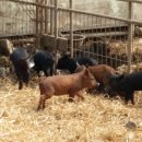 돼지농장 이미지