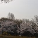 4월7일 벚꽃축제(인천대공원) 이미지
