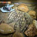 여울쏘가리 이미지