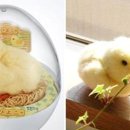 유메아리