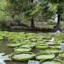 용안 농장 이미지