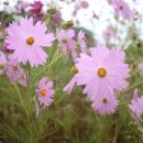 해송공원 이미지