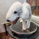 유스타 그루밍 이미지