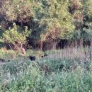 새뜸흑염소농장 이미지