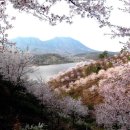 의성의 봄풍경-가음 벚꽃동산(2) 이미지