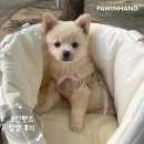 1958 | 포인핸드 입양후기[❤️입양후기❤️] 1958.보리