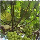 대한주니어스쿨어린이집 | 중산동어린이집추천 놀이와 배움이 함께하는 아이비스쿨어린이집 후기