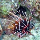 바다 FISH 이미지