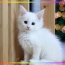 문캐터리 이미지