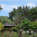 금강송체험야영장 | 울진가볼만한곳 금강송테마전시관 체험 구경 울진여행 카페 지관서가 볼거리