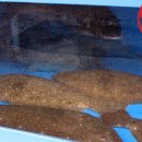 주문진회집 이미지