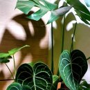 클라리네 이미지