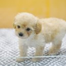 아이러브펫동물병원 이미지