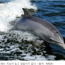 고래사냥 - 하모니카연주 이미지