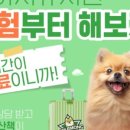 학동 애견 이미지