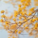 산수유 이미지