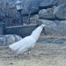 조류 이름 아시는분? 이미지