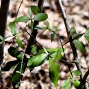 개산초등학교 이미지