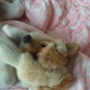 메트로24시응급동물병원