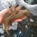 고고수산