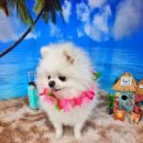 알로하 강아지유치원 호텔 이미지