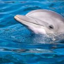 돌고래카 이미지