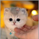 메종드센텀 이미지