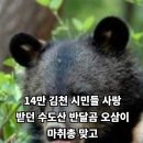 김천시민 사랑받던 반달곰 오삼이 하늘나라 김천보건소 설윤지기자 한국신문방송인협회 국민의소리 국민의소리포럼 이미지