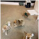 우다다댕산 이미지