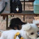 힐링독파크 이미지