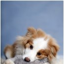 21세기동물병원 이미지