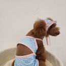 꽁꼼하개 이미지