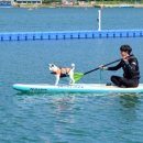 모두의 댕댕이 이미지