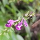 꽃며느리 이미지