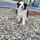 펫스티발 이미지