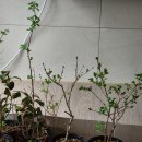 홈가드닝 템 추천 주말엔팜 친환경 텃밭관리용 키트 사용후기
